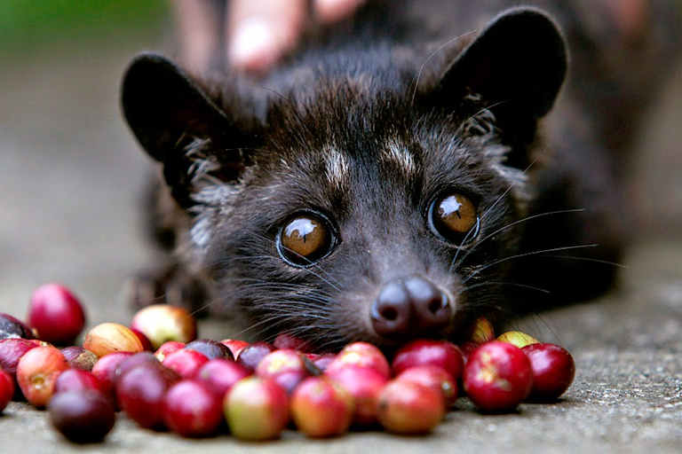 kopi luwak coffee